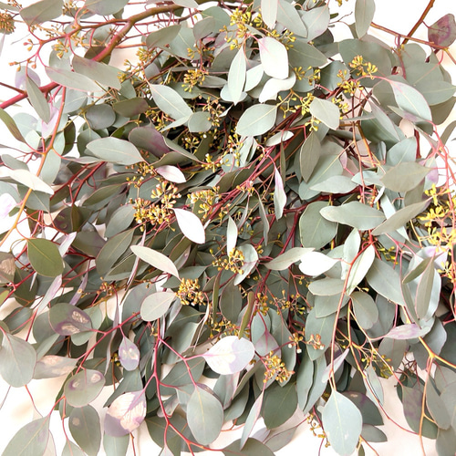 ポポラス ポポラスベリー 切り枝材料 ドライフラワー Satsuki 通販