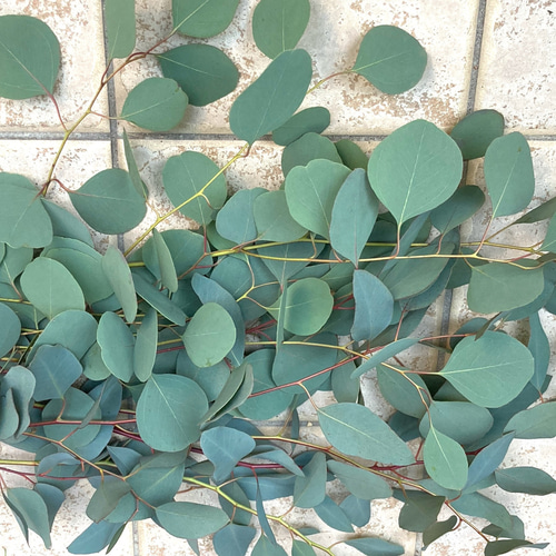 ポポラス ポポラスベリー 切り枝材料 ドライフラワー Satsuki 通販