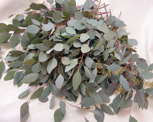 ポポラス ポポラスベリー 切り枝材料 ドライフラワー Satsuki 通販