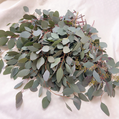 ポポラス ポポラスベリー 切り枝材料 ドライフラワー Satsuki 通販