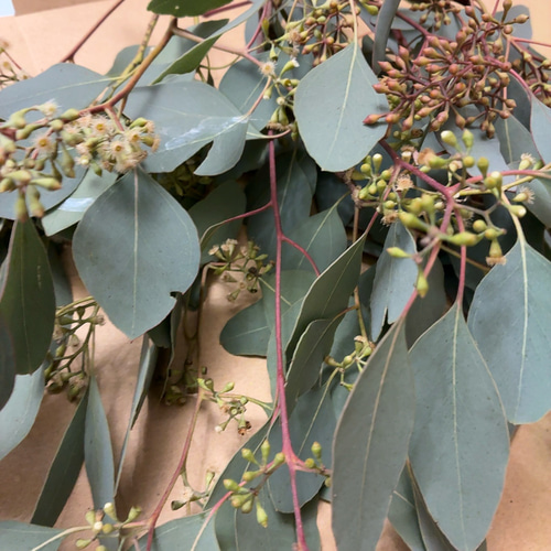 ポポラス ポポラスベリー 切り枝材料 ドライフラワー Satsuki 通販