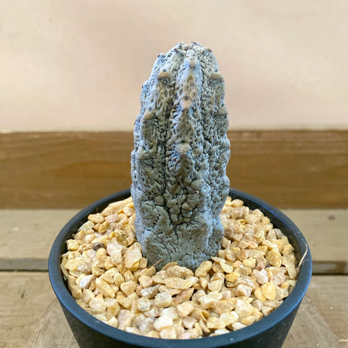 多肉植物 ユーフォルビア アブデルクリ（グレー） 多肉植物