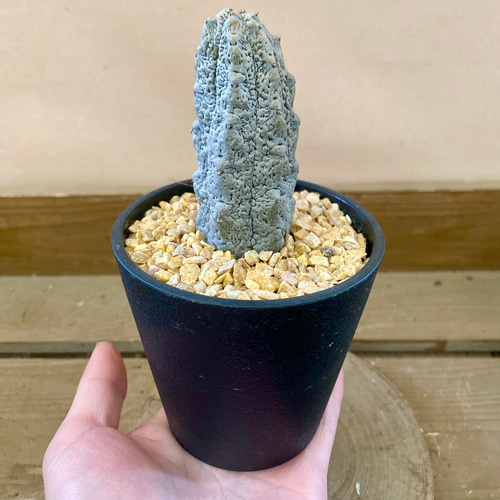 【ビントロ】ユーフォルビア アブデルクリ 'Damask' ②多肉植物 楽天市場】多肉植物 caユーフォルビア アブデルクリ ダマスク