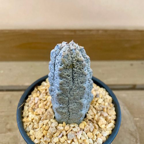 isla del pescado - Euphorbia abdelkuri-ユーフォルビア
