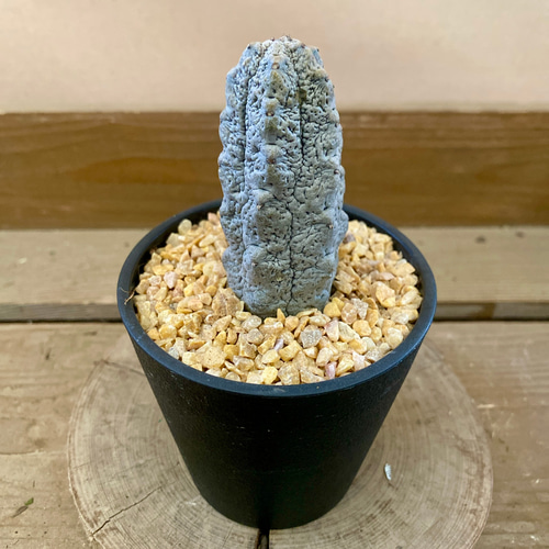 空*豆様 ユーフォルビア アブデルクリ 'Damask' 多肉植物 サボテン 塊 多肉植物 ユーフォルビア アブデルクリ（グレー） 多肉植物 plant life