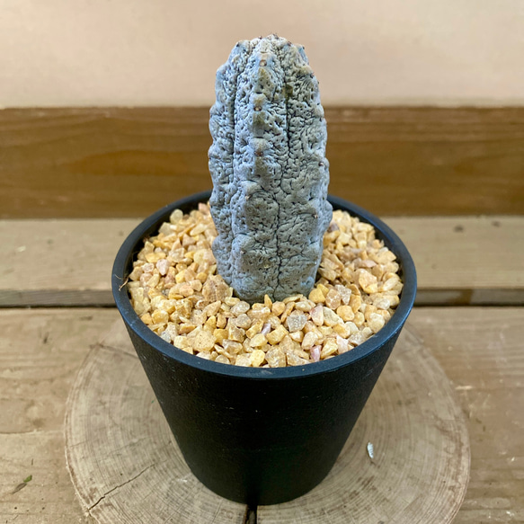多肉植物 ユーフォルビア アブデルクリ（グレー） 多肉植物