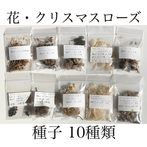 花の種 種子 10種類 ＊ クリスマスローズ ハーブ 山野草 宿根多年草 ⑤