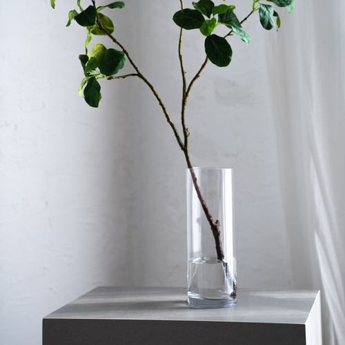 (ᵔᴥᵔ)挿し穂用カット枝1本♡大人可愛い♡ ᵔᴥᵔ)挿し穂♡希少♡大人可愛い♡