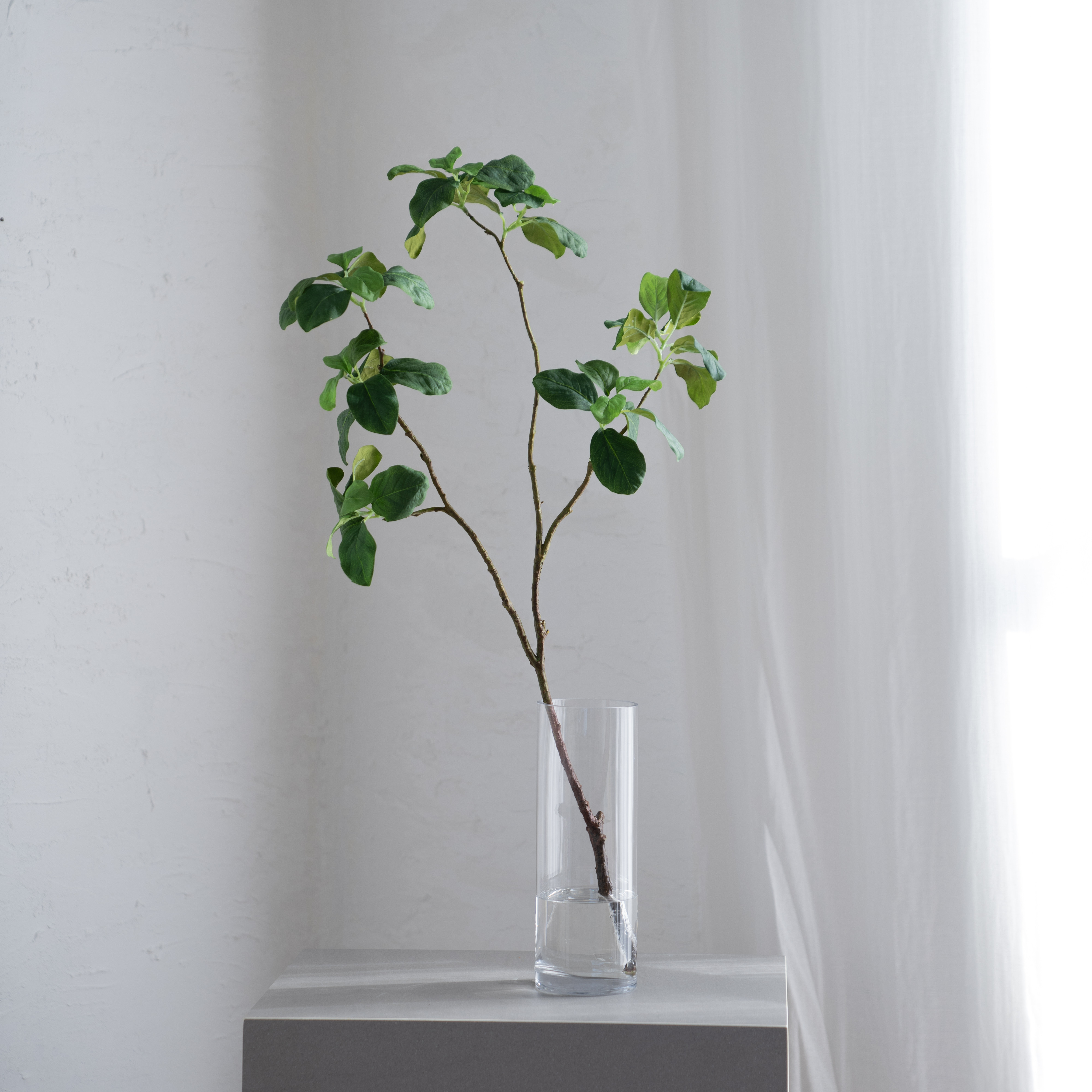 (ᵔᴥᵔ)挿し穂用カット枝1本♡大人可愛い♡ (ᵔᴥᵔ)挿し穂用カット枝1本♡大人可愛い♡