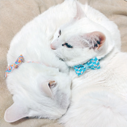 猫の首輪　petit pan ミントブルー 5枚目の画像