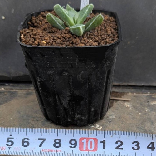 フォーカリア属・怒涛(実生苗)inわけけのお店 多肉植物 わけけのお店in