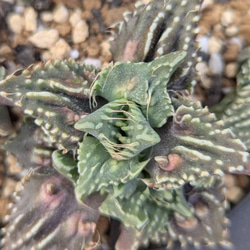 サボテンコレクション・テフロカクタス・ゲオメトリクスinわけけのお店