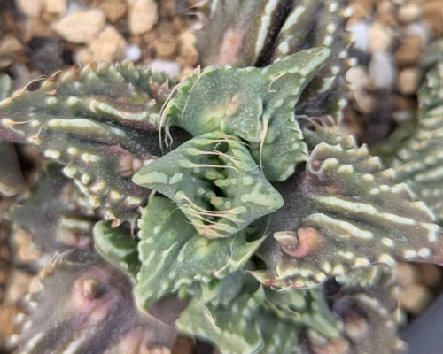 フォーカリア属・怒涛(実生苗)inわけけのお店 多肉植物 わけけのお店in