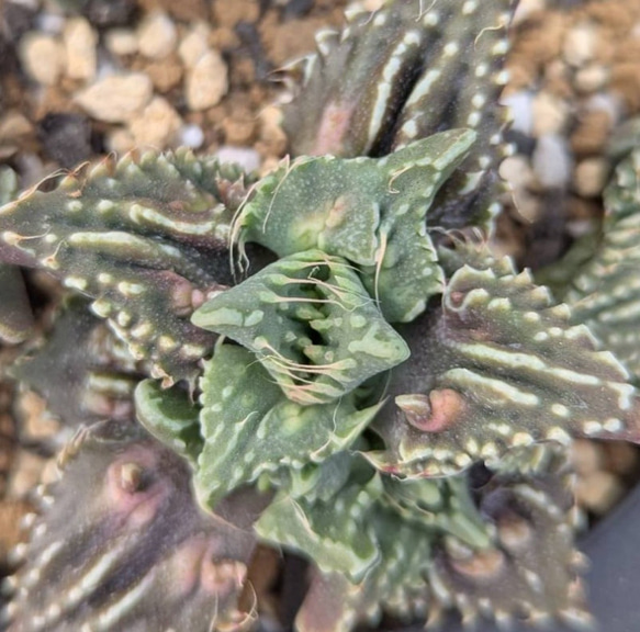 フォーカリア属・怒涛(実生苗)inわけけのお店 多肉植物 わけけのお店in