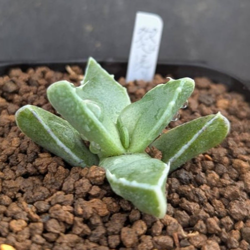 フォーカリア属・怒涛(実生苗)inわけけのお店 多肉植物 わけけのお店in