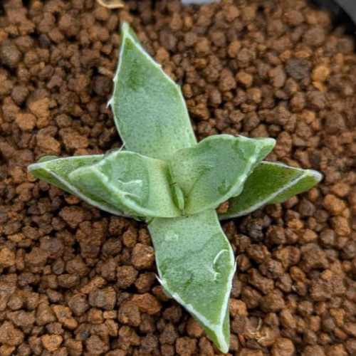 フォーカリア属・怒涛(実生苗)inわけけのお店 多肉植物 わけけのお店in
