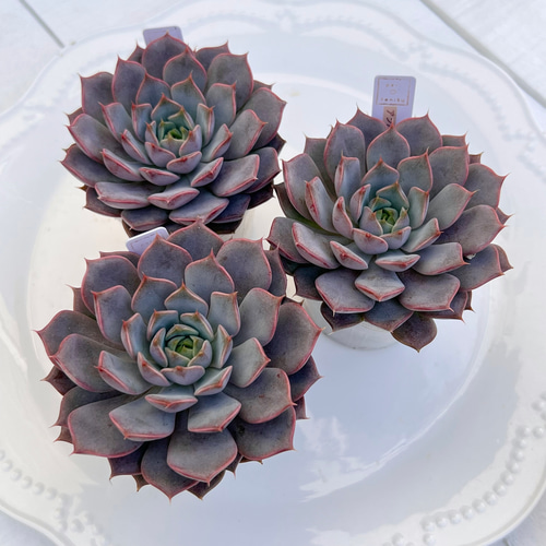 多肉植物 エンバーローズ 韓国苗 85