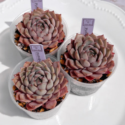 多肉植物 ワイルドベリー 韓国苗 多肉植物 pariʚ