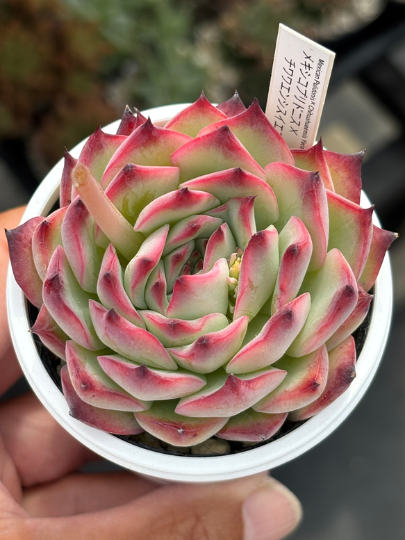 購入済み　No32 メキシコプリドニス×乙女心　カット　ネコポス発送　多肉 人気レア品種！☆メキシコプリドニス×チワワエンシスイエコラ 多肉植物