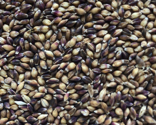 紫もち麦 裸もち麦 種籾 1kg (約25000粒) 固定種 自然農 自家採種 紫もち麦 裸もち麦 種籾 1kg (約25000粒) 固定種 自然農 自家