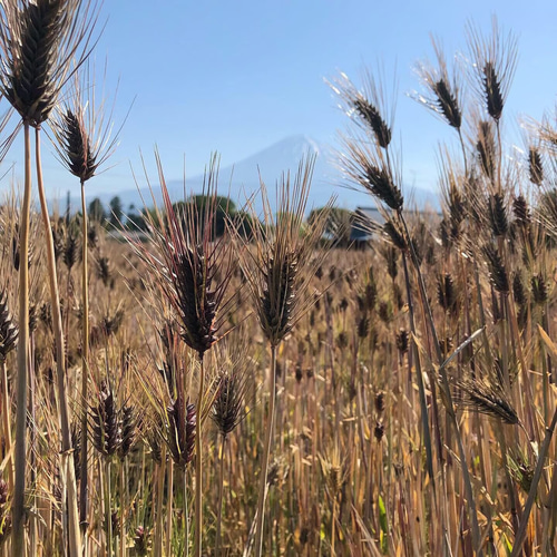 黒もち麦 種 オーガニック 固定種 400粒 その他インテリア雑貨 Daichi