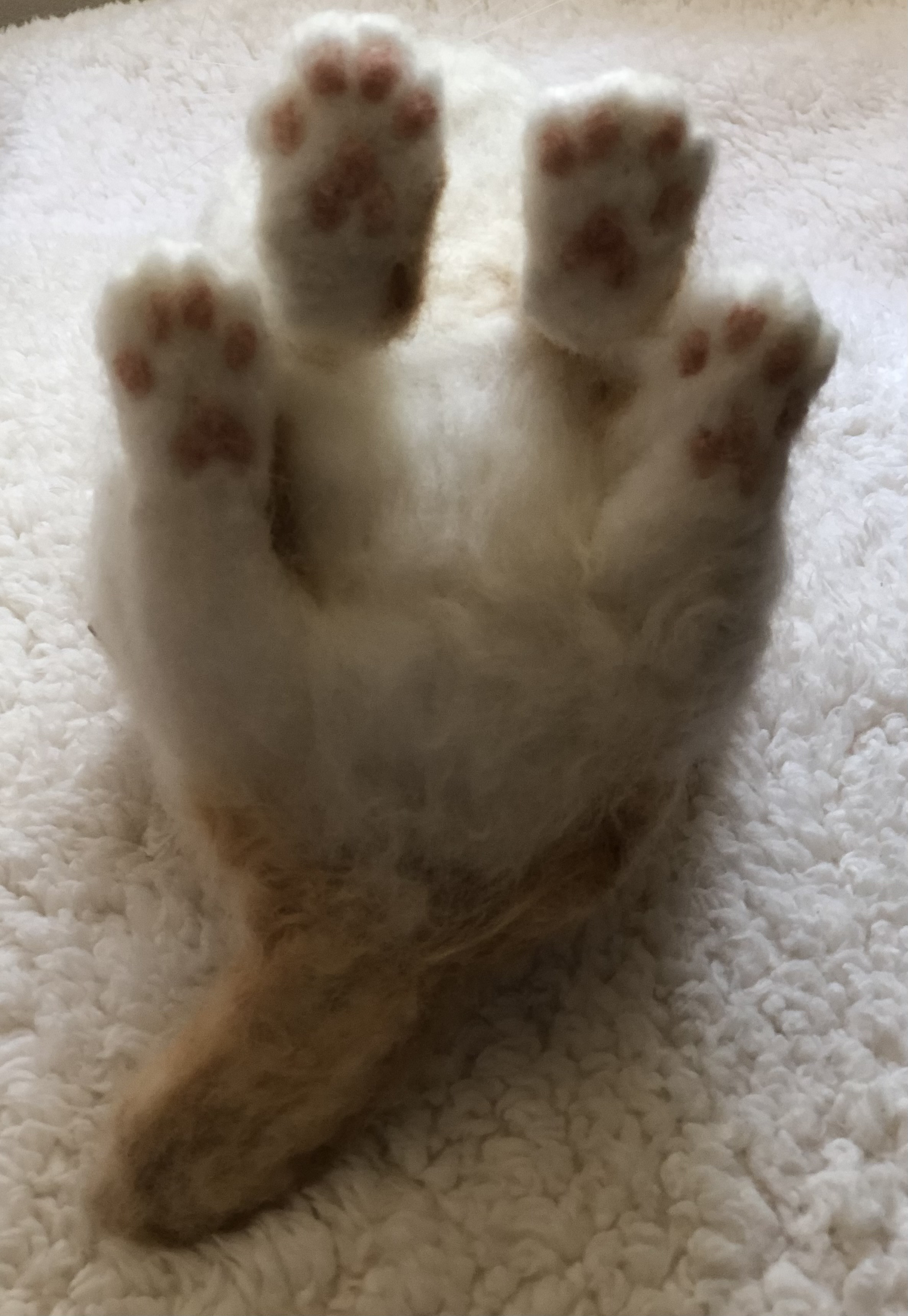 【オーダーメイド】【オーダーメイド2月分受付】子猫等身大(羊毛フェルトねこ)