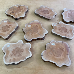 オンコ涙目型輪切り　05020201 1枚目の画像