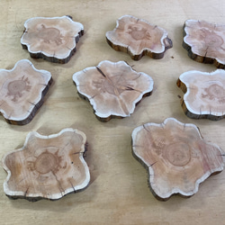 オンコ涙目型輪切り　05020201 2枚目の画像