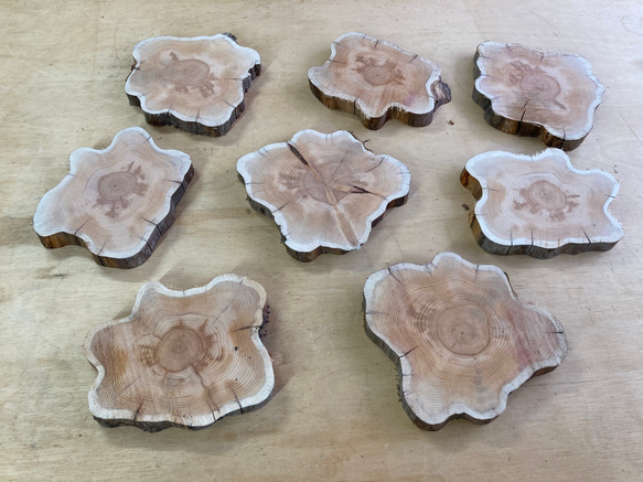 オンコ涙目型輪切り　05020201 2枚目の画像