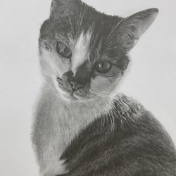 鉛筆画　オーダー画面 オーダーメイド サンプル 犬の絵 鉛筆画 絵画 ENPITSUYA 通販