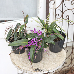 花苗 常緑樹 メラレウカ・ティーツリー トピアリー仕立て 4号ポット