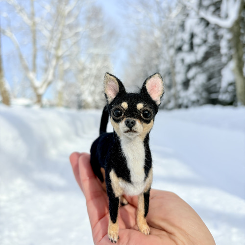 イケワン✨️】チワワスムースコート【鼻先からおしりまで10.5cm】羊毛