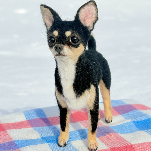 イケワン✨️】チワワスムースコート【鼻先からおしりまで10.5cm】羊毛