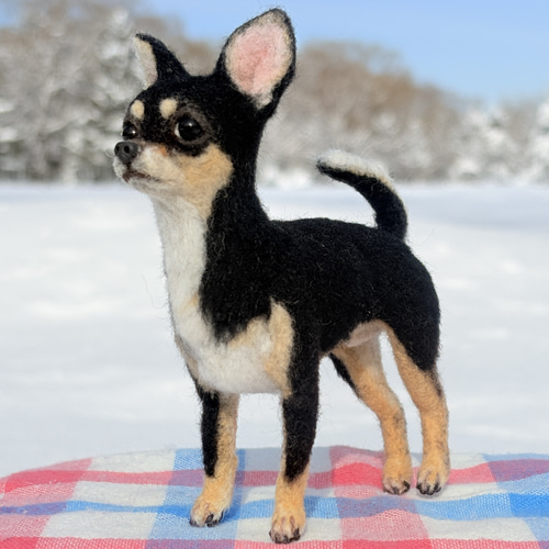 イケワン✨️】チワワスムースコート【鼻先からおしりまで10.5cm】羊毛