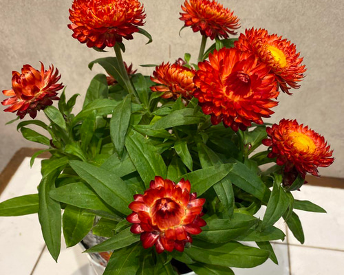 7cd595c41a963edc35ca24f630c32f