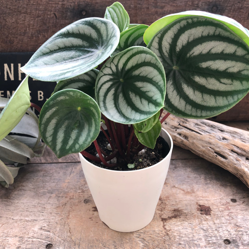 スイカぺぺ♡サンデルシー♡ぺぺロミア♡観葉植物♡ アートフラワー