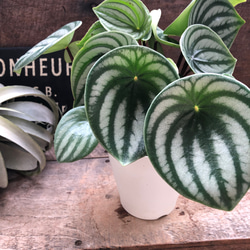 一点限定】ドラセナ ヴィクトリア Lサイズ 透き通るような美しさ