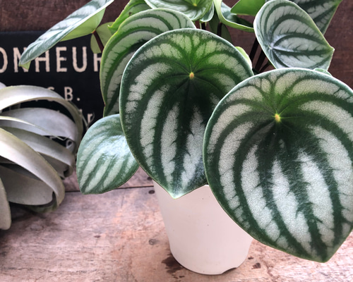 289d807eb9bd3495c1435a90899352