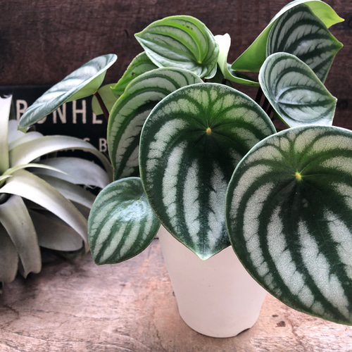 ●ポットごと♡雪兎♡斑入り♡サンデルシー♡希少♡スイカぺぺ♡ぺぺロミア♡観葉植物 雪兎 斑入りサンデルシー 希少 斑入りスイカぺぺ ぺぺロミア