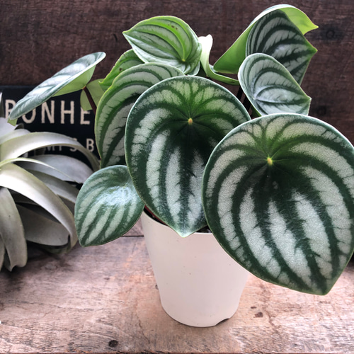 スイカぺぺ♡サンデルシー♡ぺぺロミア♡観葉植物♡ アート