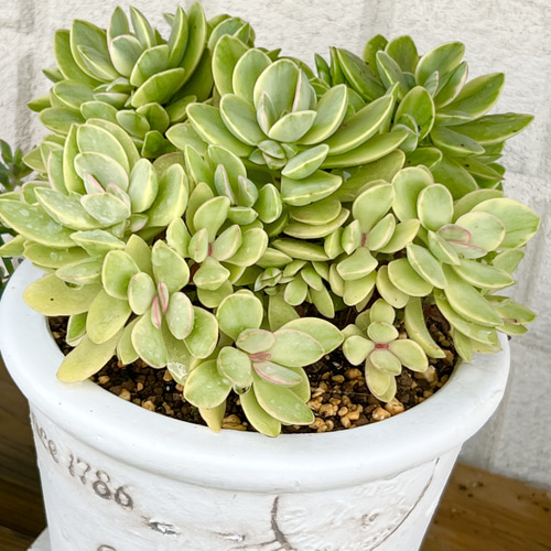 希少マネーメーカー錦*多肉植物*カット苗*3カット 多肉植物 希少マネーメーカー錦*多肉植物*カット苗*3カット 多肉植物