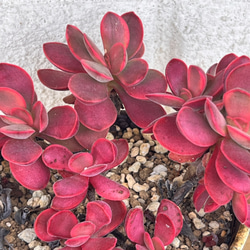 希少マネーメーカー錦＊多肉植物＊カット苗＊3カット 多肉植物 ＊N