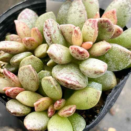 アドロミスクス クーペリー＊多肉植物＊抜き苗 多肉植物 ＊N＊ 通販