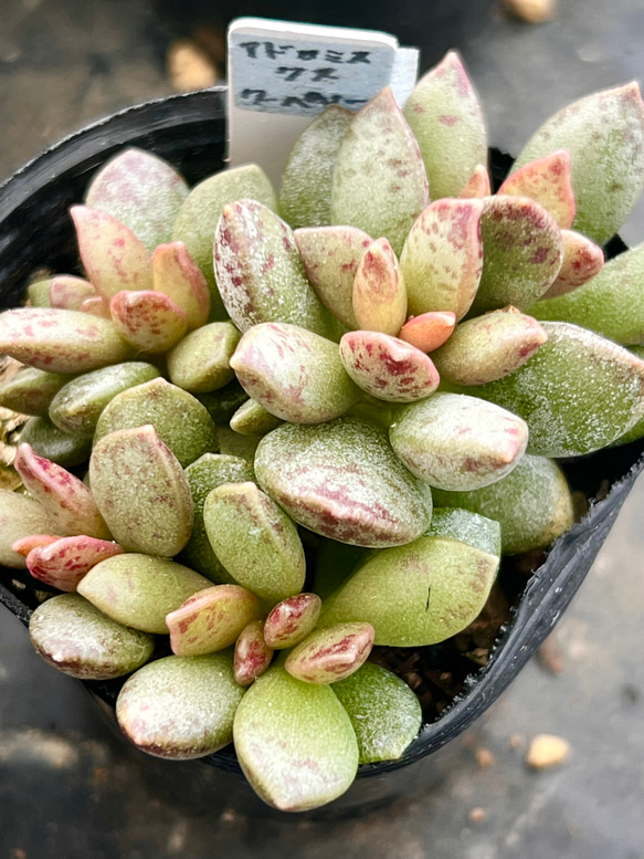 アドロミスクス クーペリー＊多肉植物＊抜き苗 多肉植物 ＊N＊ 通販