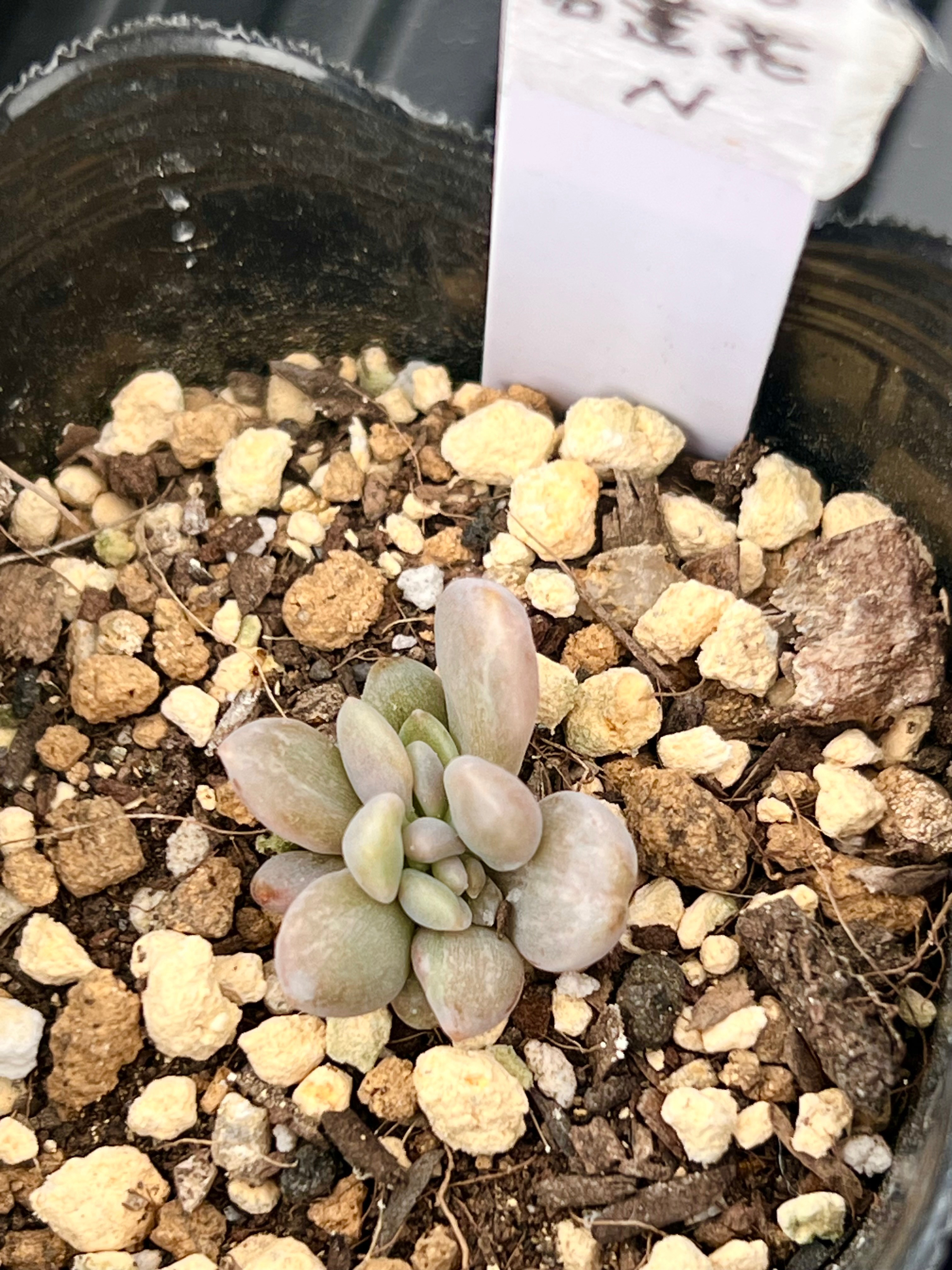 石蓮花錦＊多肉植物＊抜き苗 多肉植物 ＊N＊ 通販 18869441