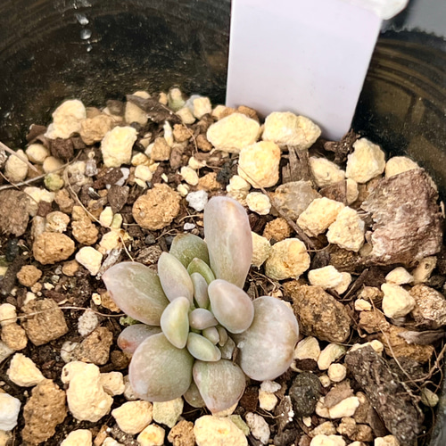 多肉植物 ちょいレア♪月錦♡抜き苗 多肉植物 ちょいレア♪月錦♡抜き苗 多肉植物 ちょいレア♪月