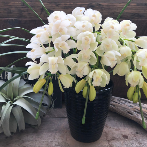 アイスダンス♡美しい♡シンビジューム♡観葉植物♡インテリア アート