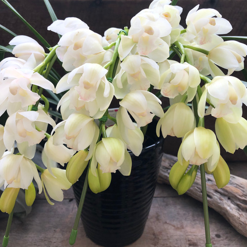 ○ポットごと♡アイスダンス♡シンビジューム♡美しい♡インテリア アイスダンス♡美しい♡シンビジューム♡観葉植物♡インテリア アート