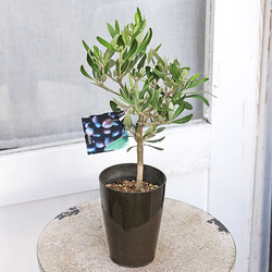 大きめ　ユーカリ　シルバードロップ　鉢植え　苗　苗木　シンボルツリー 送料無料現品販売 常緑苗木 ユーカリ シルバードロップ 8号ポット 高さ