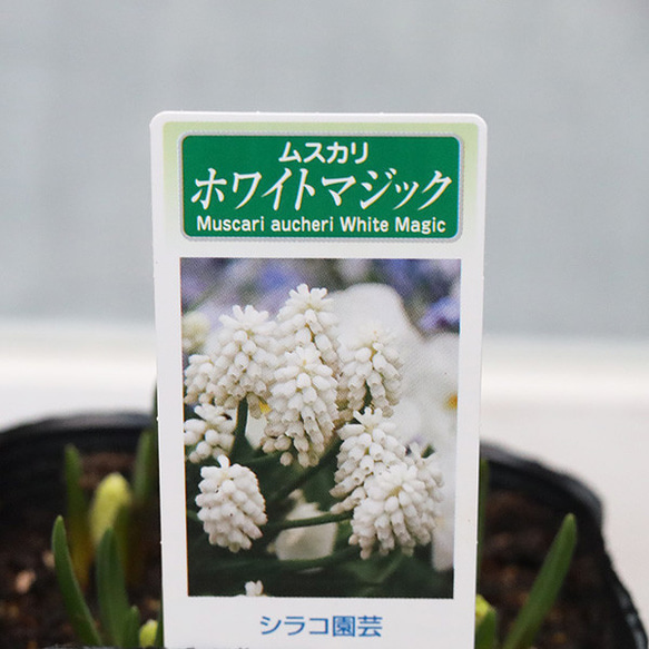 花苗 ムスカリ ホワイトマジック 3.5号 宿根 植えっぱなし 球根 春の花